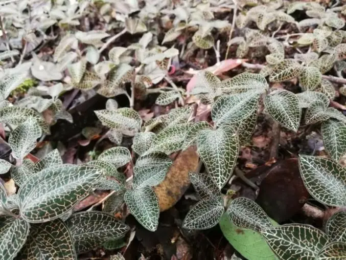 A vuhani kínai tudósok 20 év kutatás után felszabadították az Anoectochilus Roxburghii-t, és sikeresen kifejlesztették az 1. osztályú innovatív vizsgálószert