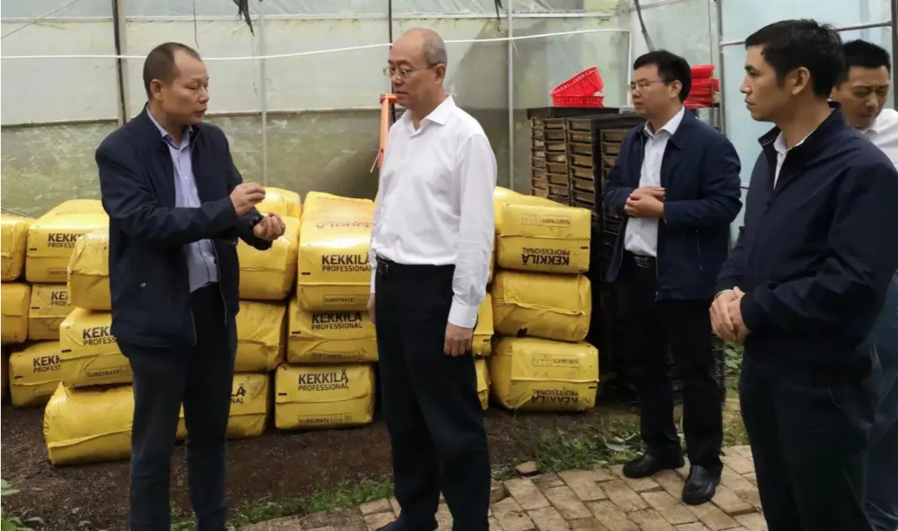 Xie Guanghua párttitkár és a Jiangxi Tartományi Hagyományos Kínai Orvoslás Igazgatóságának igazgatója kutatásokat végez az Anoectochilus ültetőbázison