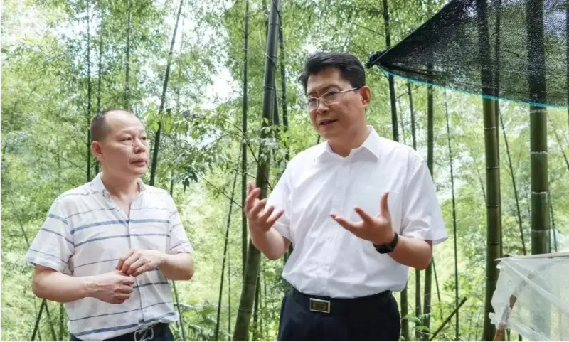Liu Shuo, a Pingxiang Városi Pártbizottság titkára megvizsgálja az Anoectochilus ültetőbázist