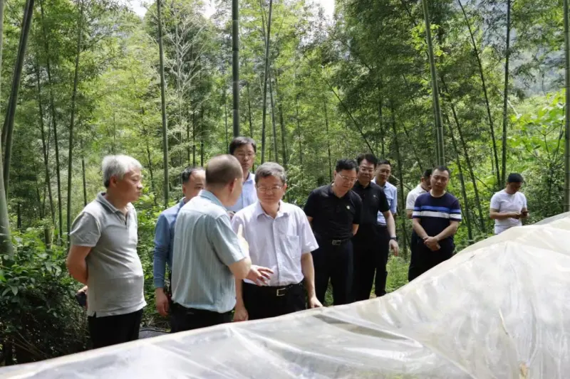 Liu Shuren, a Nemzeti Erdészeti és Gyepügyi Hivatal Fejlesztési és Reform Osztályának igazgatója vizsgálja az Anxin Shibawan Anoectochilus ültetőbázist