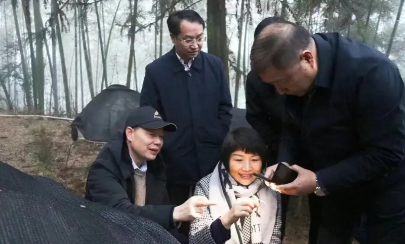 Lu Xiaoqing, a Jiangzhong Pharmaceutical korábbi elnöke és a Jiangxi Tartományi Pártbizottság Állandó Bizottságának jelenlegi tagja és a Nyilvánossági Osztály igazgatója ellenőrzi ültetvénybázisunkat
