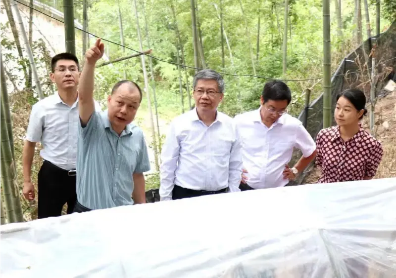 Liu Hongning, a Jiangxi Hagyományos Kínai Orvostudományi Egyetem Fejlett Kutatóintézetének dékánja és az egyetem korábbi párttitkára vezeti a hagyományos kínai orvoslás átfogó reformjával foglalkozó tartományi szakértői csoportot Jiangxiban, hogy kutatásokat végezzen az Anoectochilus bázisunkon. Liu Hongning, a Jiangxi Hagyományos Kínai Orvostudományi Egyetem Fejlett Kutatóintézetének dékánja és az egyetem korábbi párttitkára vezeti a hagyományos kínai orvoslás átfogó reformjával foglalkozó tartományi szakértői csoportot Jiangxiban, hogy kutatásokat végezzen az Anoectochilus bázisunkon.